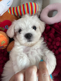 Maltese maltese maltesi