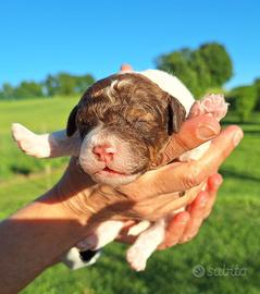 Cuccioli di lagotto romagnolo