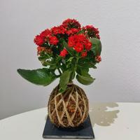 Kokedama Kalanchoe – Fiorita, con sfagno naturale
