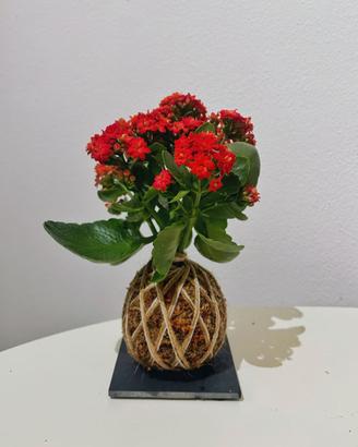 Kokedama Kalanchoe – Fiorita, con sfagno naturale