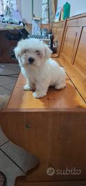 Maltese