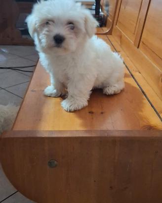 Maltese