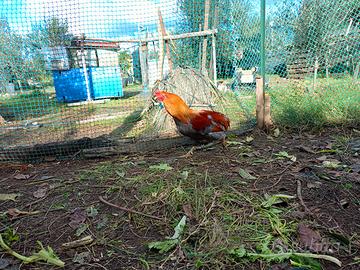 Galli razza siciliana coronata e Araucana