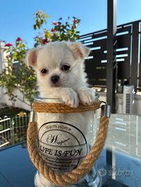 Chihuahua a pelo lungo