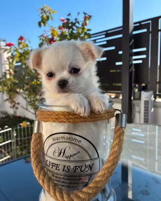 Chihuahua a pelo lungo