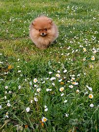 Cuccioli di spitz tedesco piccolo con pedigree