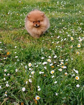 Cuccioli di spitz tedesco piccolo con pedigree