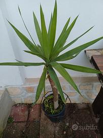 Piante di Yucca, Aloe e altre grasse