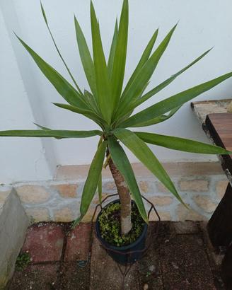 Piante di Yucca, Aloe e altre grasse