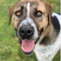 4anni trasferito in 1canile dove nn esce maiLAZIO