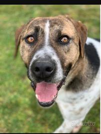 4anni trasferito in 1canile dove nn esce maiLAZIO