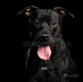 Pit bull cucciolona
