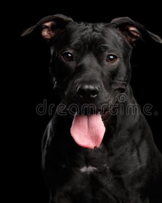Pit bull cucciolona
