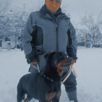 Rottweiler maschio per monta