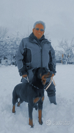 Rottweiler maschio per monta