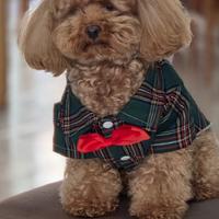 Stallone di Barboncino Toy