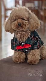 Stallone di Barboncino Toy