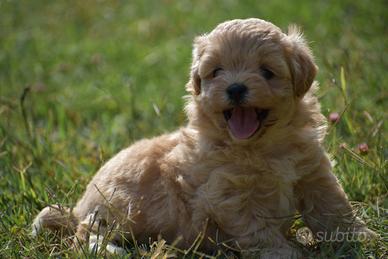 Maltipoo Mini Toy