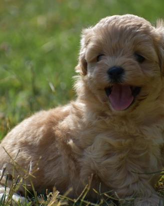 Maltipoo Mini Toy
