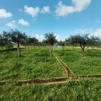 Terreno agricolo
