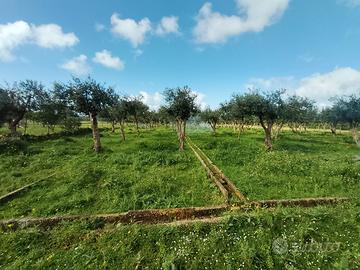 Terreno agricolo