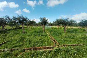 Terreno agricolo