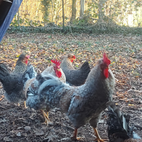 Legbar crema. Razza Ornamentale. Uova azzurre