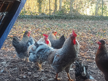 Legbar crema. Razza Ornamentale. Uova azzurre