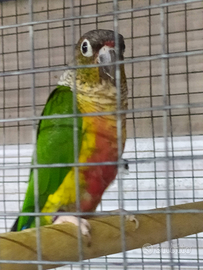 Pyrrhura hypoxantha Red