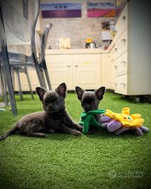 Chihuahua
