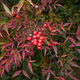Piante di Nandina 