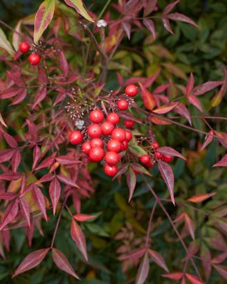 Piante di Nandina 