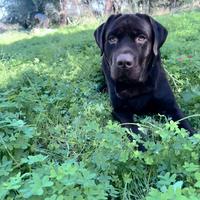 Labrador per monta