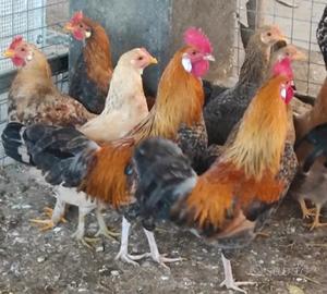 Galletti colorati e galline ovaiole mix