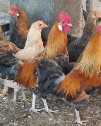 Galletti colorati e galline ovaiole mix