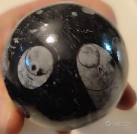 SFERA FOSSILE DI ORTHOCERAS-LUCIDATA-DIAM. 12 CM