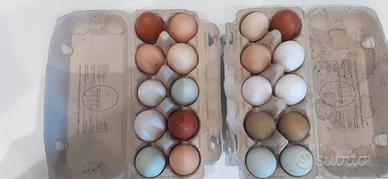 Pulcinotti Olive Egger, Araucana, Marans