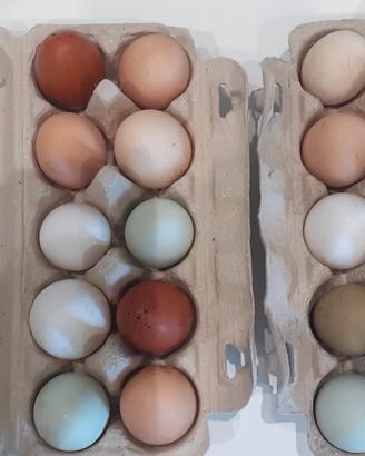 Pulcinotti Olive Egger, Araucana, Marans