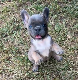 Femminuccia bulldog francese blu/ blu fawn tan min