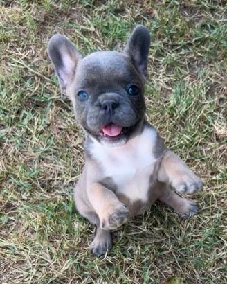 Femminuccia bulldog francese blu/ blu fawn tan min