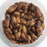 Blatte Dubia, tarme della farina a San Giuliano Mi