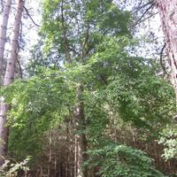 Piante di Ciliegio e Frassino