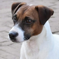 Jack russel terrier maschio per accoppiamento