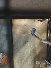 Coppia di Padda bengalini e passeri del Giappone