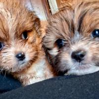 Cuccioli shitzu cihuhua