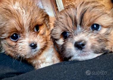 Cuccioli shitzu cihuhua