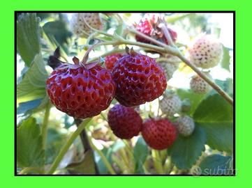 Piante di fragole al lampone