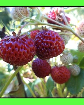 Piante di fragole al lampone