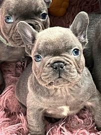 Bulldog francesi Blu