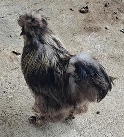Gallo Moroseta Maschio